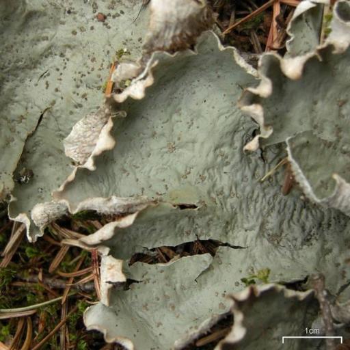 Ruffled Freckled Pelt Lichen
