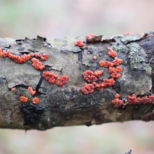 Red Tree Brain Fungus