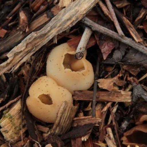 Peziza Vesiculosa