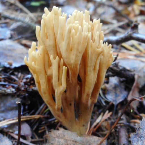 Phaeoclavulina Eumorpha