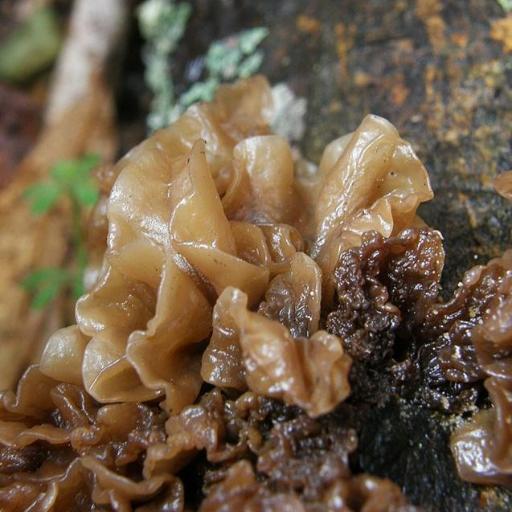 Phaeotremella Frondosa