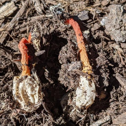 Wrinkly Stinkhorn