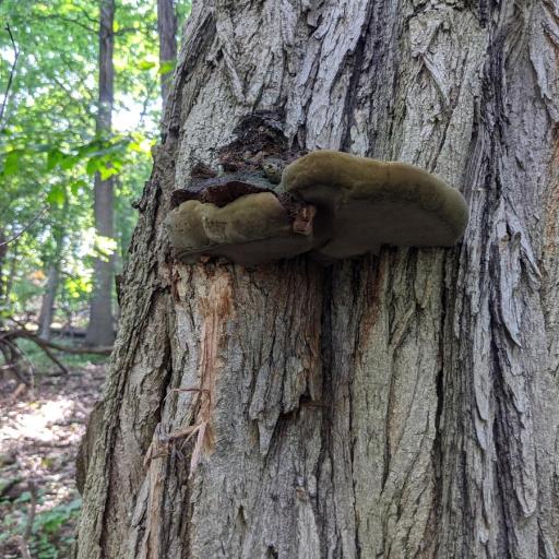 Cracked Cap Polypore