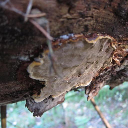 Phellopilus Nigrolimitatus