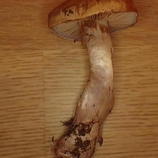Phlegmacium