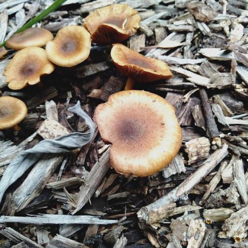 Pholiota Communis