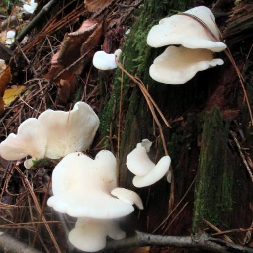 Pleurocybella Porrigens
