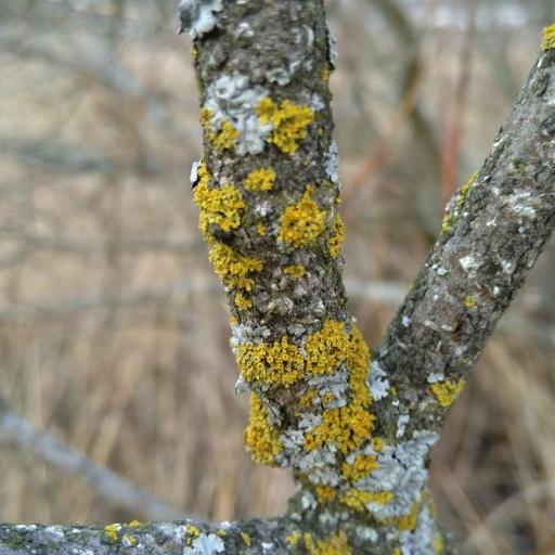 Polycauliona Polycarpa