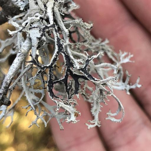 Pseudevernia Consocians