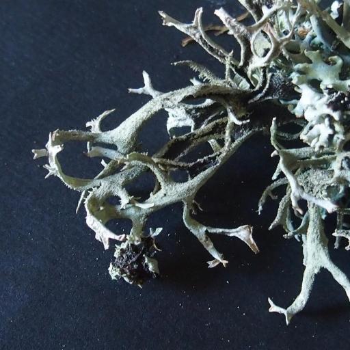 Tree Moss