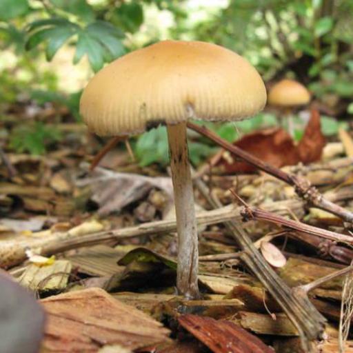Psilocybe Allenii