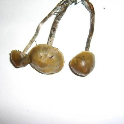 Psilocybe Cyanofibrillosa