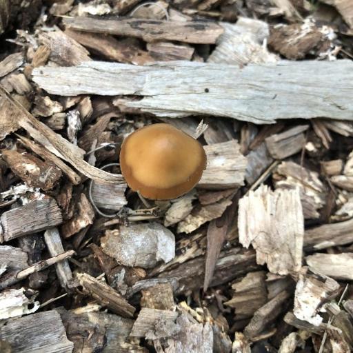 Psilocybe Subaeruginosa