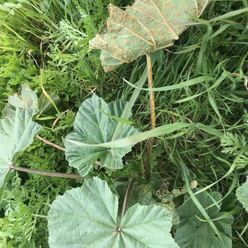 Puccinia Malvacearum