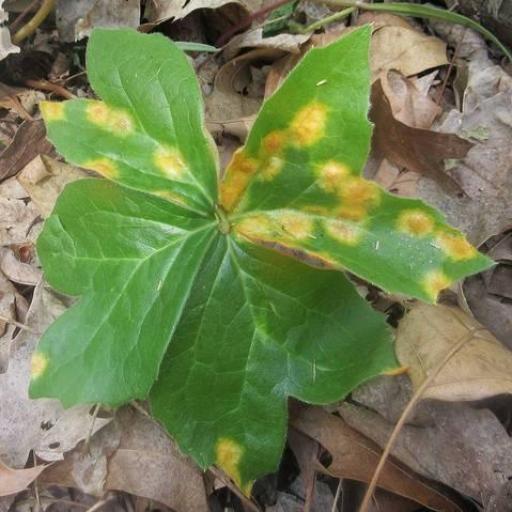 Puccinia Podophylli