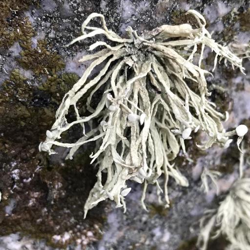 Ramalina Cuspidata