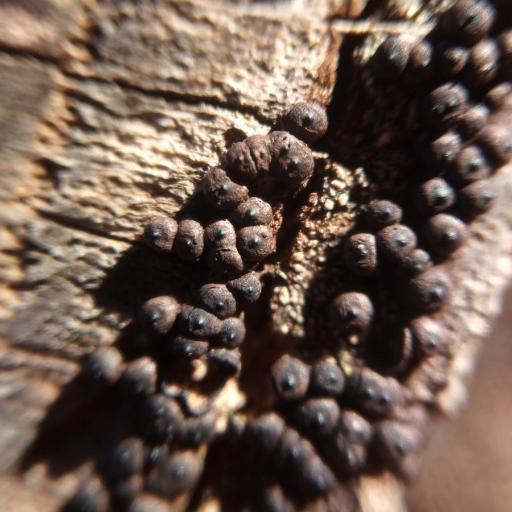 Rosellinia Corticium