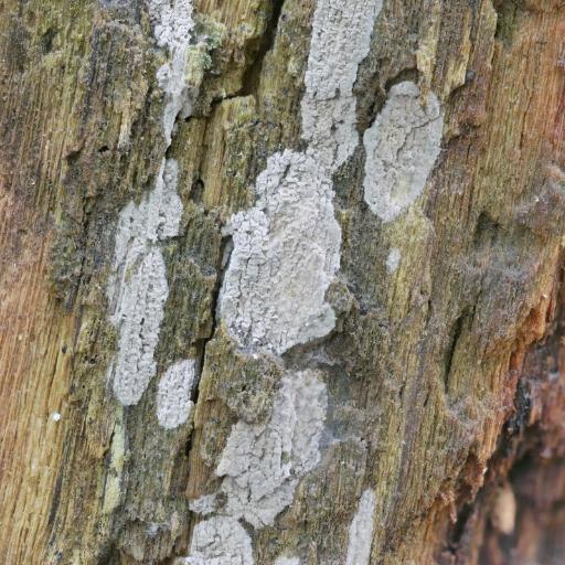 Rosellinia Subiculata