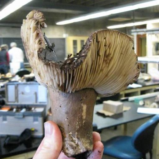 Russula Adusta