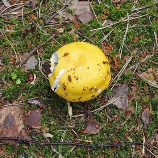 Russula Claroflava