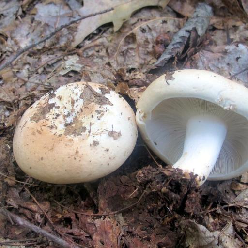 Russula Compacta