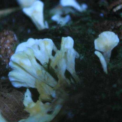 Stereopsis