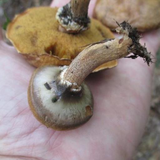 Suillus Salmonicolor