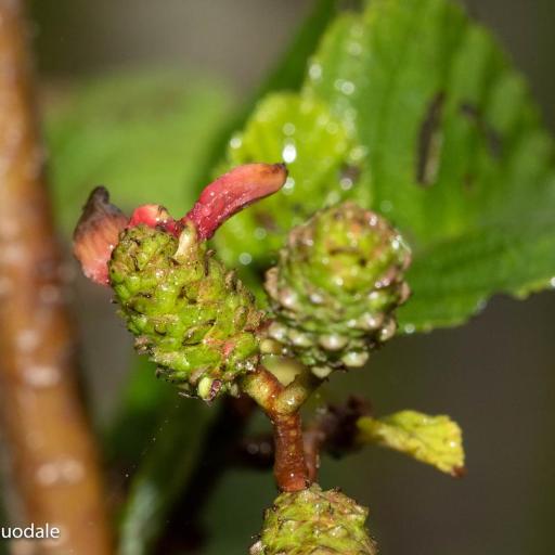 Taphrina Robinsoniana