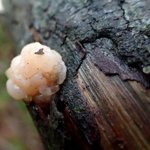 Tremella Encephala