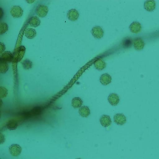 Trichia Persimilis