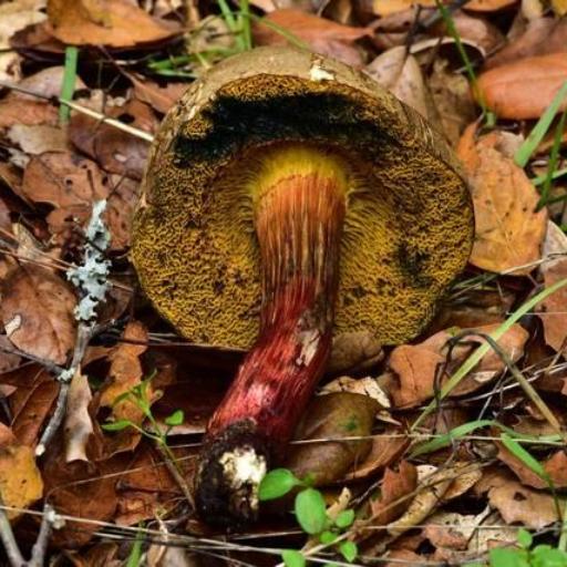 Xerocomellus Mendocinensis