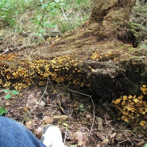 Xeromphalina Kauffmanii