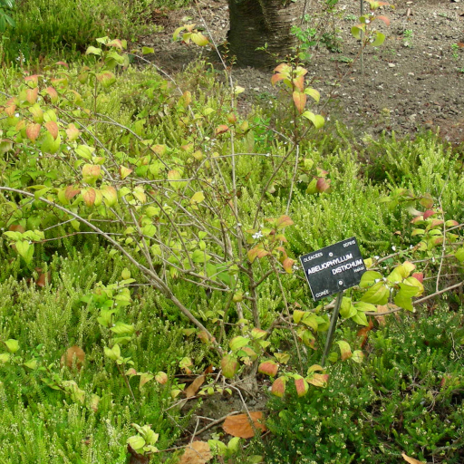 Abeliophyllum Distichum