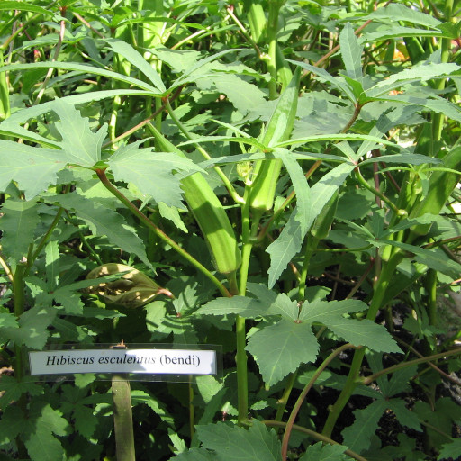 Abelmoschus Esculentus
