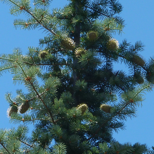 Abies Bracteata