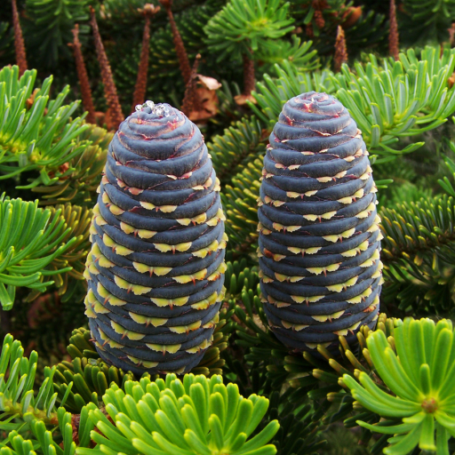 Abies Koreana