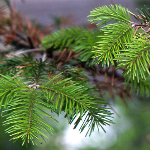 Abies Sachalinensis
