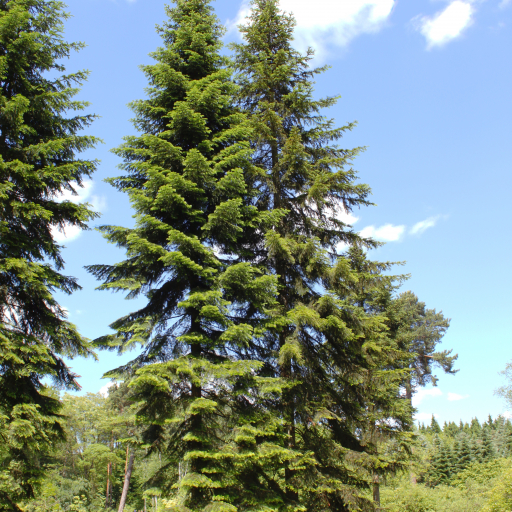 Abies Sibirica