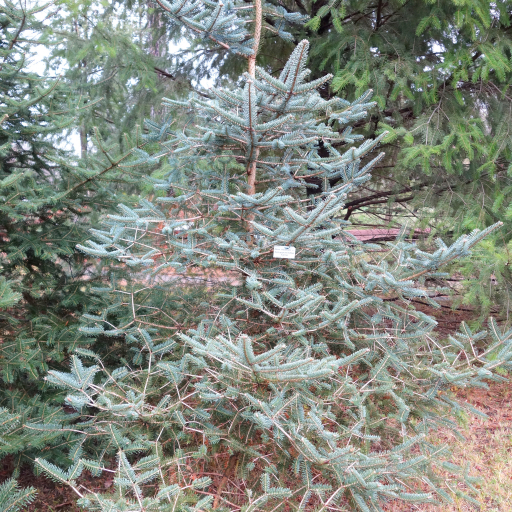 Abies Squamata