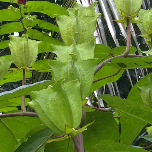 Abroma Augustum