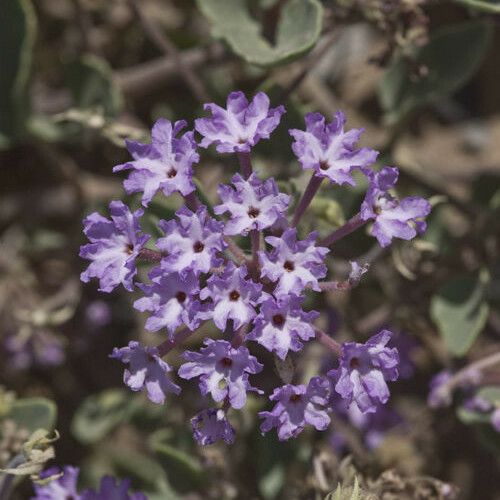 Abronia Angustifolia
