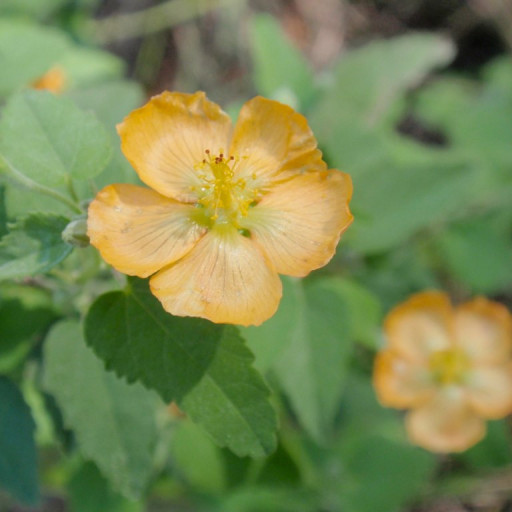 Abutilon Fruticosum