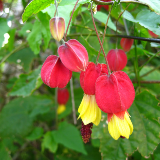 Abutilon Megapotamicum