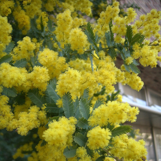 Acacia Baileyana