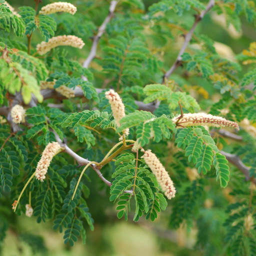 Acacia Burkei