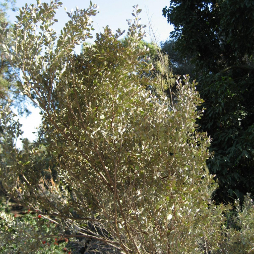 Acacia Craspedocarpa