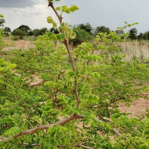Acacia Gourmaensis