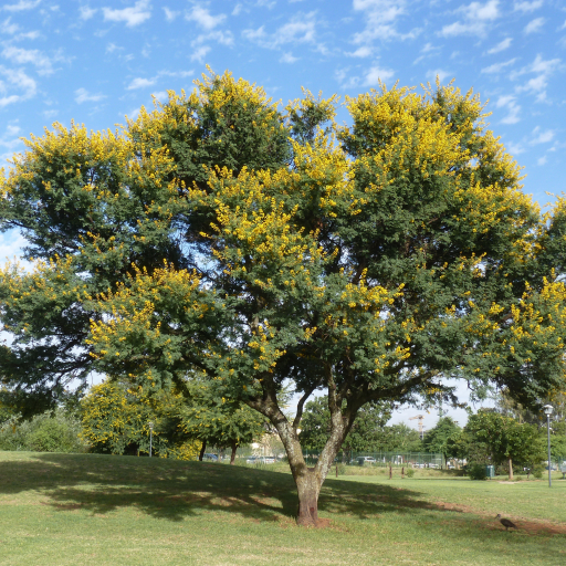 Acacia Karroo