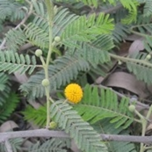 Acacia Macracantha