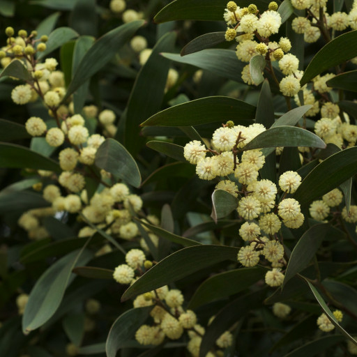 Acacia Melanoxylon
